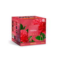 Пионы Салют купить в Гурьевске Калининградской области | gurevskkaliningradskaya.salutsklad.ru